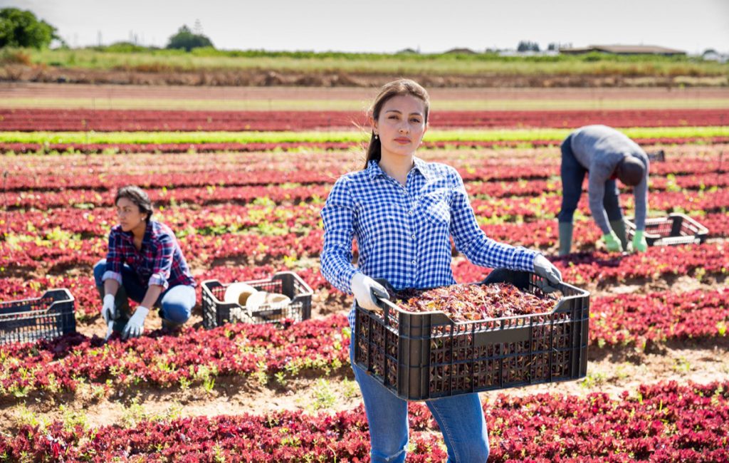 Latin american female worker harvesting red lettuce in the garden