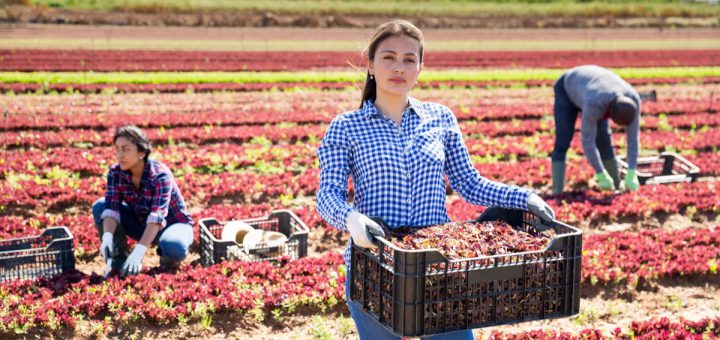Latin american female worker harvesting red lettuce in the garden