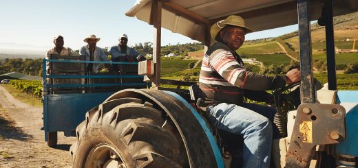 African man driving a tractor with harvested grapes. Vineyard worker taking grapes to wine manufacturer. Delivering grapes from farm to wine factory for making wine.