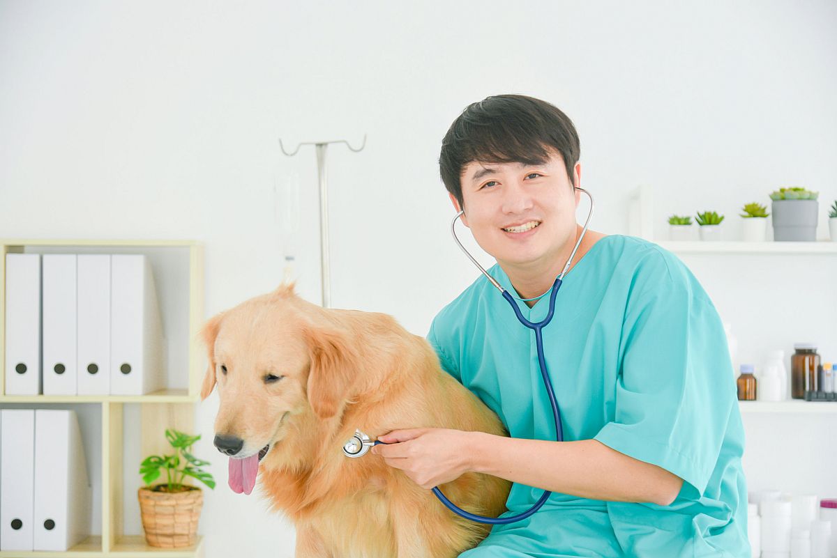 Male veterinarian examining golden retriever dog by stethoscope in vet clinic; union drives spring 2022 concept