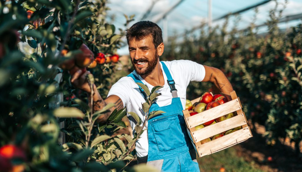 Farm workers picking apples; Mid-2023-Worker-Wins concept