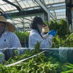 Workers harvesting cannabis in greenhouse; cannabis industry workers concept
